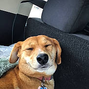 Abby a rejoint le concours — aidez-le/la à gagner de superbes lots ! dog, pet, car_interior, collar, tag, relaxed, smiling, brown_fur, short_hair, seat, blanket, cozy, domestic_animal, canine, animal, resting, indoor, close_up, cute, companion