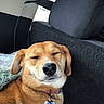 dog, pet, car_interior, collar, tag, relaxed, smiling, brown_fur, short_hair, seat, blanket, cozy, domestic_animal, canine, animal, resting, indoor, close_up, cute, companion