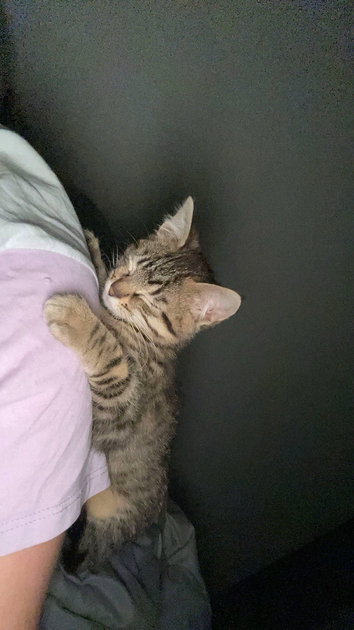 Zip participe au concours pour gagner de l'argent avec cette photo : carnivore, cat, claw, comfort, domestic_short_haired_cat, ear, fawn, felidae, fur, gesture, nail, paw, small_to_medium_sized_cats, snout, tail, whiskers