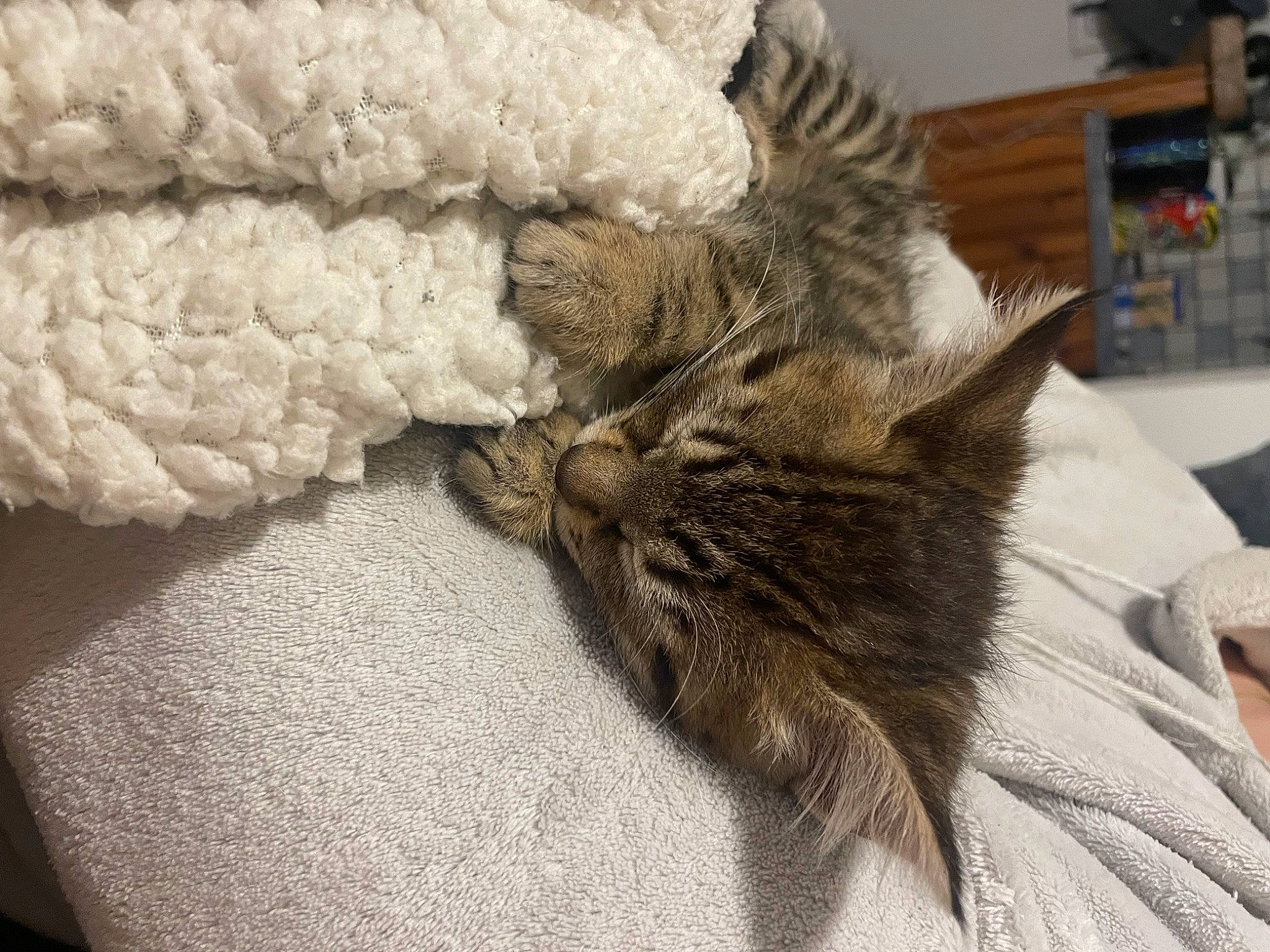 Zip a rejoint le concours — aidez-le/la à gagner de superbes lots ! bedding, carnivore, cat, claw, comfort, domestic_short_haired_cat, felidae, flooring, fur, grey, linens, nap, paw, sleep, small_to_medium_sized_cats, tail, thread, whiskers, wool, woolen