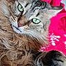 cat, tabby, long_hair, green_eyes, paw, fur, pet, domestic_cat, indoor, blanket, red, snowflake_pattern, relaxed, close_up, whiskers, cute, animal, feline, cozy, portrait