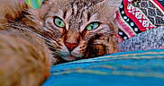 Duchesse a rejoint le concours — aidez-le/la à gagner de superbes lots ! animal, cat, close_up, colorful_background, cozy, cute, feline, focused, fur, green_eyes, indoor, patterned_pillow, pet, pillow, portrait, relaxed, resting, soft_texture, tabby, whiskers