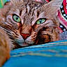 Duchesse a rejoint le concours — aidez-le/la à gagner de superbes lots ! cat, tabby, green_eyes, close_up, resting, pillow, patterned_pillow, indoor, feline, whiskers, fur, portrait, relaxed, cute, pet, animal, colorful_background, soft_texture, cozy, focused
