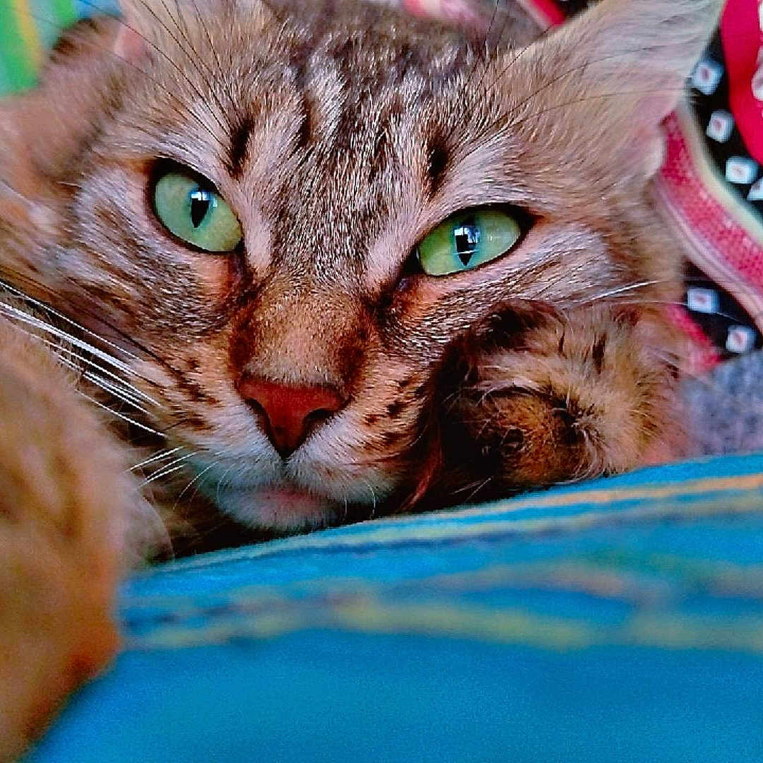Duchesse a rejoint le concours — aidez-le/la à gagner de superbes lots ! cat, tabby, green_eyes, close_up, resting, pillow, patterned_pillow, indoor, feline, whiskers, fur, portrait, relaxed, cute, pet, animal, colorful_background, soft_texture, cozy, focused