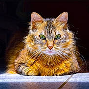 Duchesse participe au concours pour gagner de l'argent avec cette photo : cat, fluffy, green_eyes, animal, pet, feline, portrait, tiled_floor, indoor, lighting, shadow, close_up, fur, whiskers, relaxed, orange, brown, striped, cute, domestic_cat