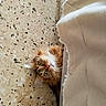 Duchesse participe au concours pour gagner de l'argent avec cette photo : cat, fluffy, peeking, blanket, floor, curious, indoor, cozy, fur, eyes, pet, animal, cute, hiding, home, resting, whiskers, tabby, soft, relaxed