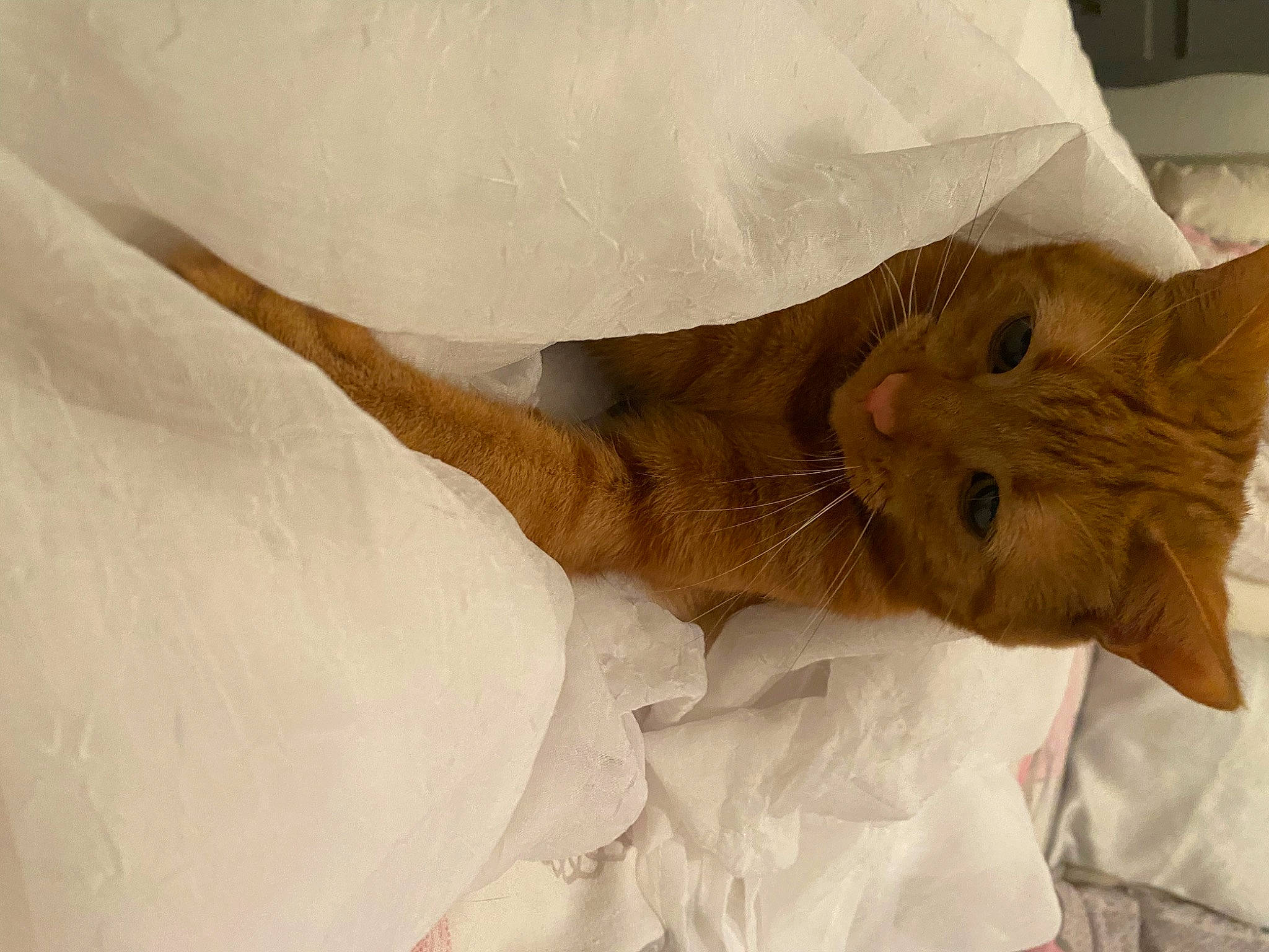 élio participe au concours pour gagner de l'argent avec cette photo : bag, bed, carnivore, cat, claw, comfort, domestic_short_haired_cat, fawn, felidae, fur, linens, paper_bag, paper_product, paw, peach, small_to_medium_sized_cats, snout, tail, whiskers, wood