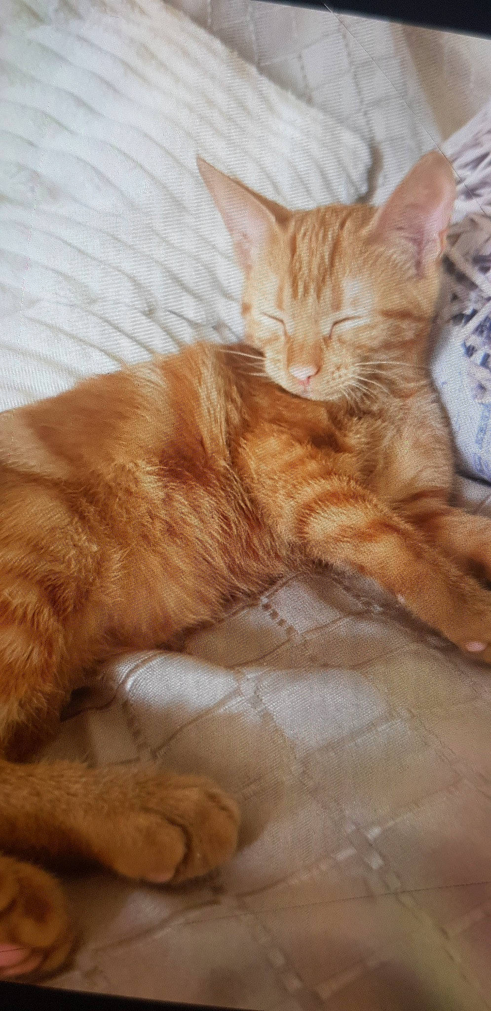 élio participe au concours pour gagner de l'argent avec cette photo : aegean_cat, arabian_mau, asian, australian_mist, carnivore, cat, domestic_short_haired_cat, european_shorthair, fawn, felidae, fur, german_rex, kitten, mammal, oriental_longhair, small_to_medium_sized_cats, snout, tabby_cat, tail, whiskers