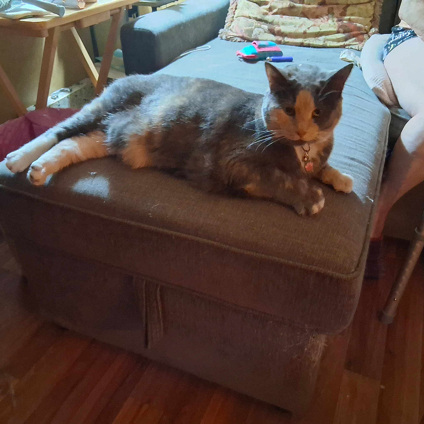 Cali joined the competition — help win amazing prizes! animal, blanket, cat, collar, cushion, domestic, floor, furniture, home, indoor, legs, living_room, ottoman, person, pet, relaxing, resting, table, walking_aid, wooden_floor