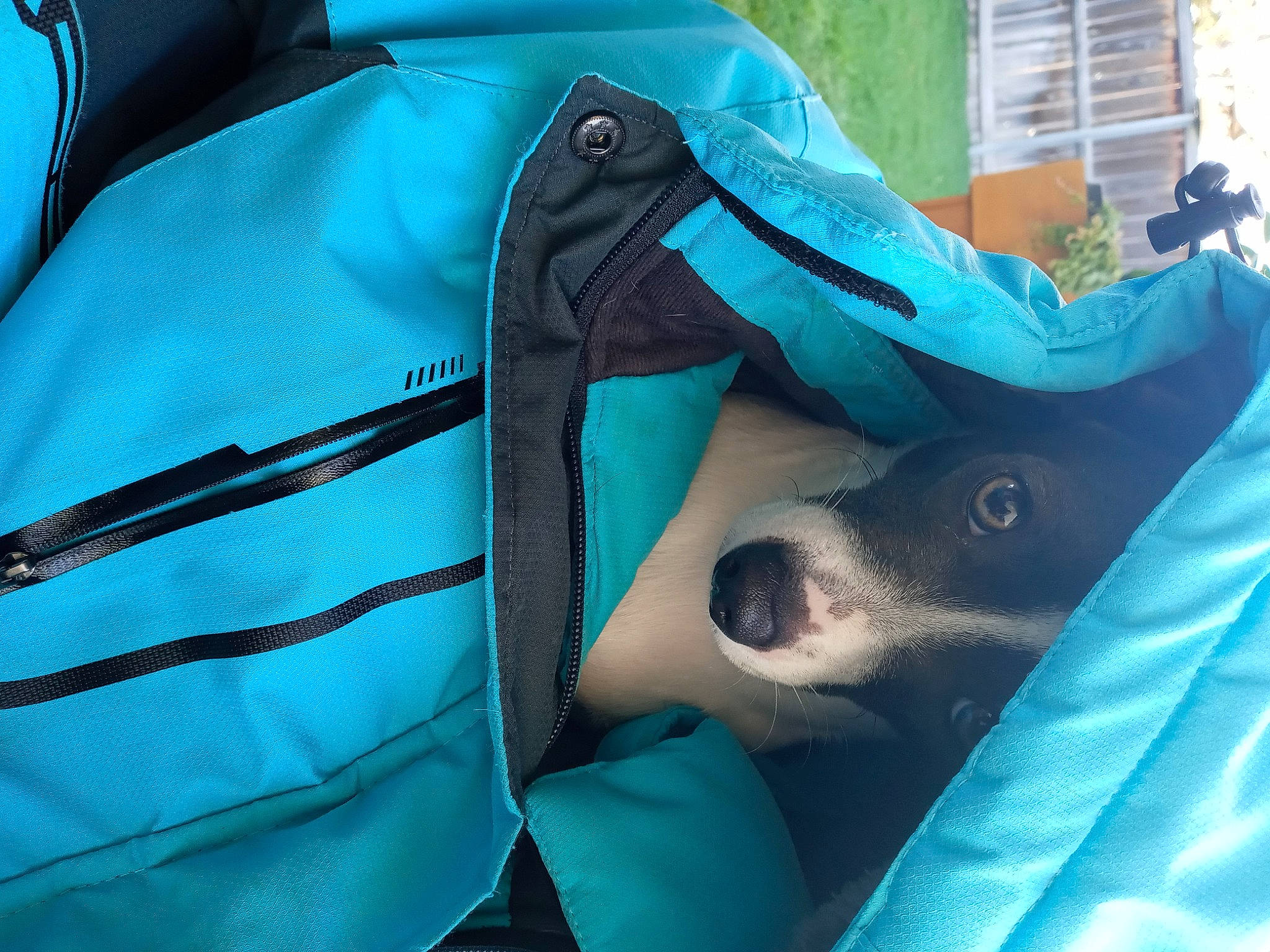 Daisy joined the competition — help win amazing prizes! aqua, bag, canidae, carnivore, companion_dog, dog, dog_breed, dog_supply, snout, sporting_group, teal, turquoise, working_animal, working_dog, zipper