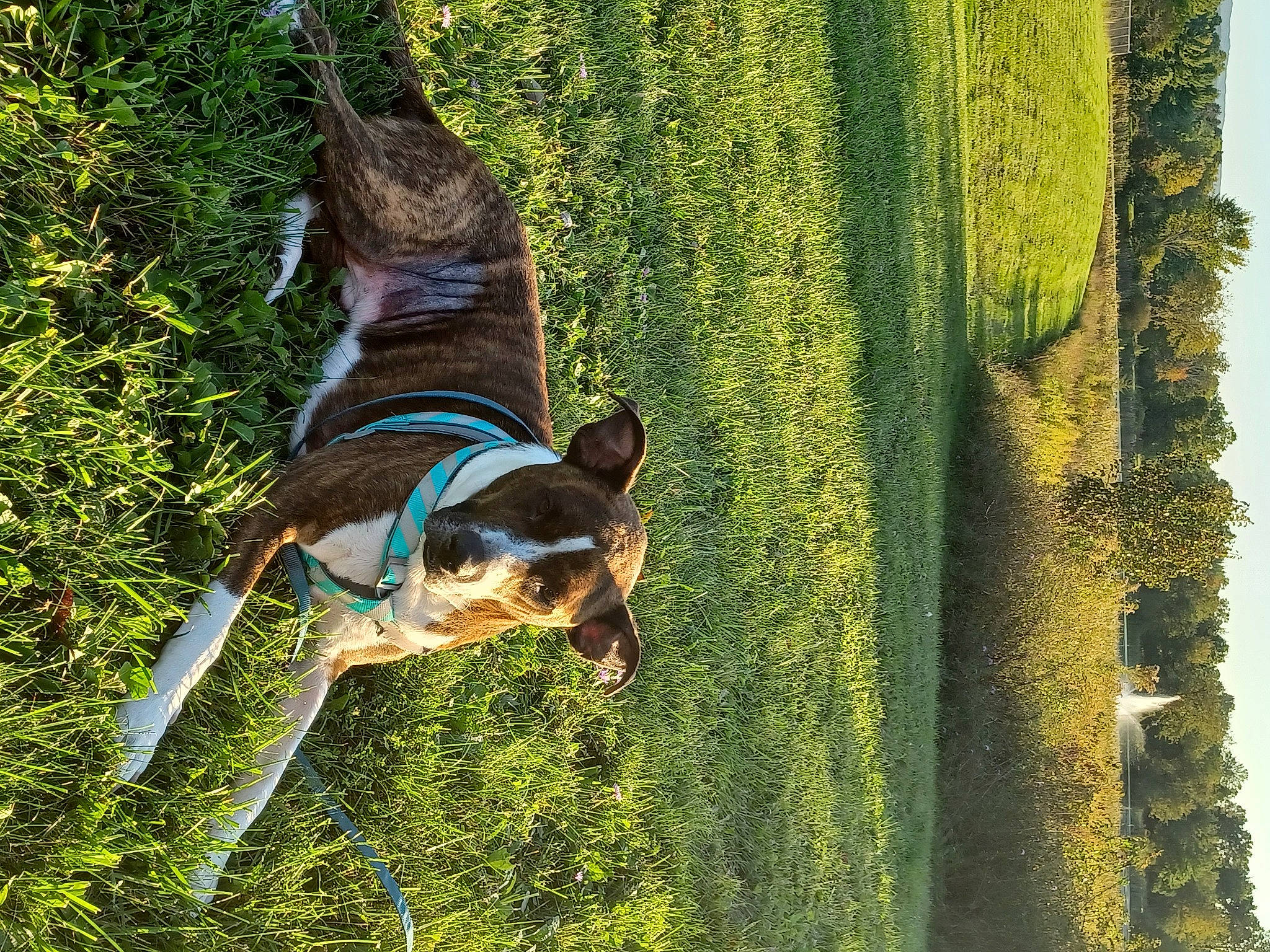 Nutty Buddy joined the competition — help win amazing prizes! canidae, carnivore, collar, companion_dog, dog, dog_breed, dog_supply, fawn, grass, pet_supply, pinscher, plant, sporting_group, tail, terrestrial_plant, terrier, toy_dog, tree, trunk, working_animal