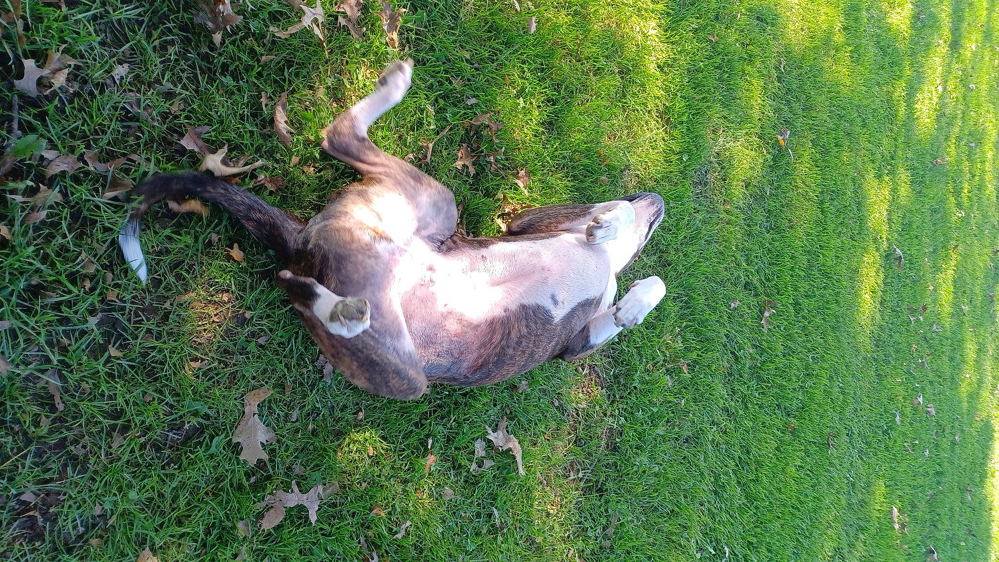 Nutty Buddy is registered to the contest to win money with this photo: canidae, carnivore, companion_dog, dog, dog_breed, fawn, grass, groundcover, liver, non_sporting_group, pasture, sporting_group, tail, terrestrial_animal