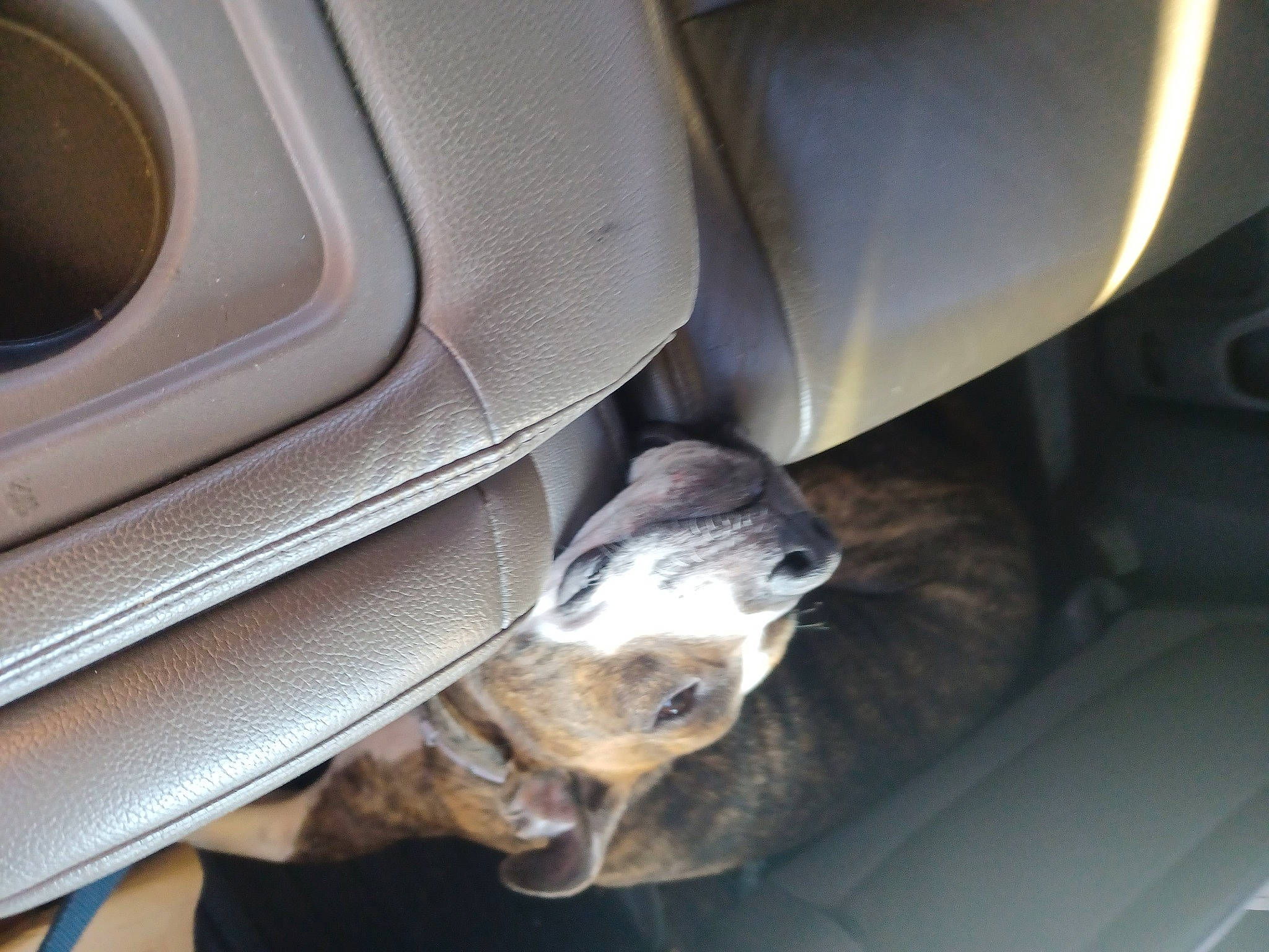 Nutty Buddy is registered to the contest to win money with this photo: auto_part, automotive_design, automotive_exterior, car, car_seat, car_seat_cover, comfort, electric_blue, family_car, fixture, luxury_vehicle, mid_size_car, motor_vehicle, personal_luxury_car, vehicle, vehicle_door, windshield