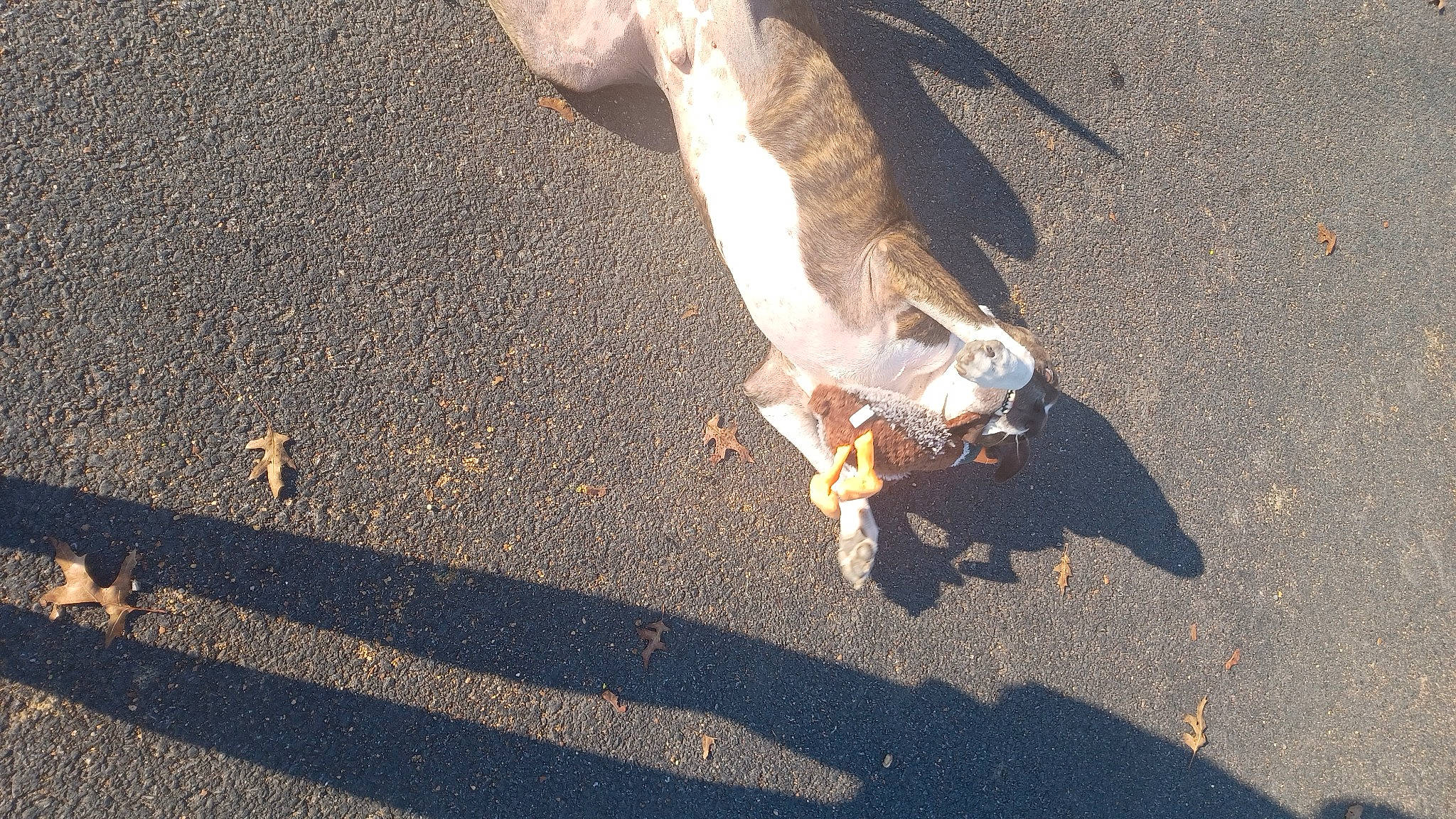 Nutty Buddy is registered to the contest to win money with this photo: asphalt, feather, foot, gesture, heat, human_leg, landscape, pedestrian, road_surface, sand, shadow, soil, tail, tar, wing