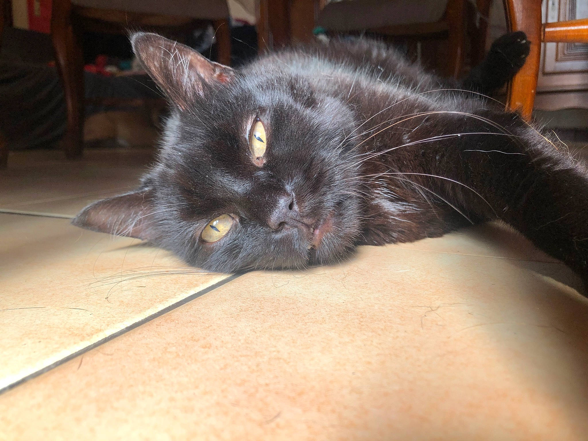 Félix participe au concours pour gagner de l'argent avec cette photo : black_cat, bombay, carnivore, cat, claw, comfort, domestic_short_haired_cat, eye, fawn, felidae, fur, grey, hardwood, iris, paw, small_to_medium_sized_cats, snout, tail, terrestrial_animal, whiskers