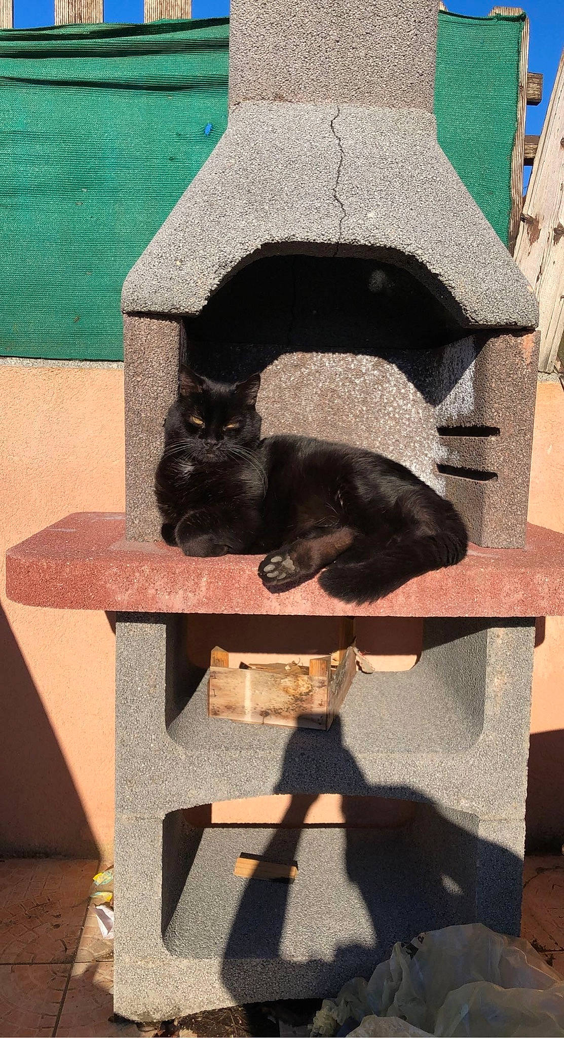 Félix a rejoint le concours — aidez-le/la à gagner de superbes lots ! black_cat, blue, bombay, canidae, carnivore, cat, cat_supply, domestic_short_haired_cat, felidae, grey, outdoor_furniture, pet_supply, rectangle, shadow, sitting, small_to_medium_sized_cats, sporting_group, tail, tints_and_shades, wood