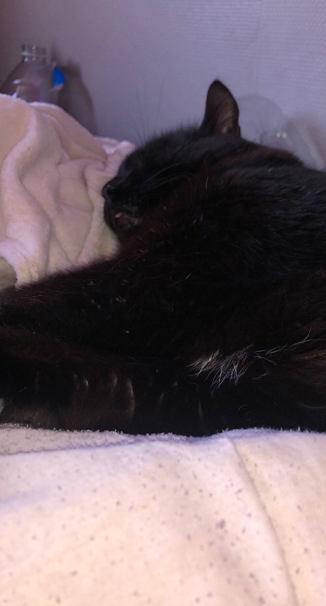 Félix participe au concours pour gagner de l'argent avec cette photo : bed, black_cat, bombay, canidae, carnivore, cat, cat_supply, claw, comfort, dog_breed, domestic_short_haired_cat, felidae, fur, grey, nap, paw, small_to_medium_sized_cats, snout, tail, whiskers