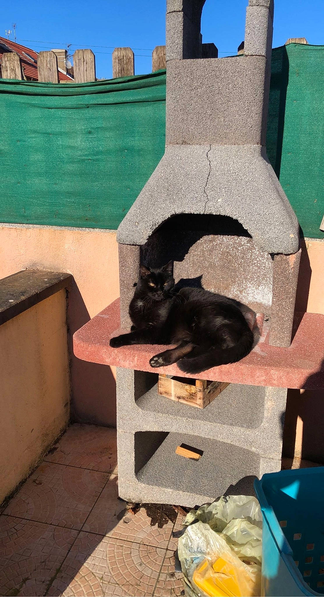 Félix participe au concours pour gagner de l'argent avec cette photo : black_cat, blue, canidae, carnivore, cat, companion_dog, dog_breed, domestic_short_haired_cat, fawn, felidae, green, grey, room, sitting, small_to_medium_sized_cats, sporting_group, tail, tints_and_shades, whiskers, window