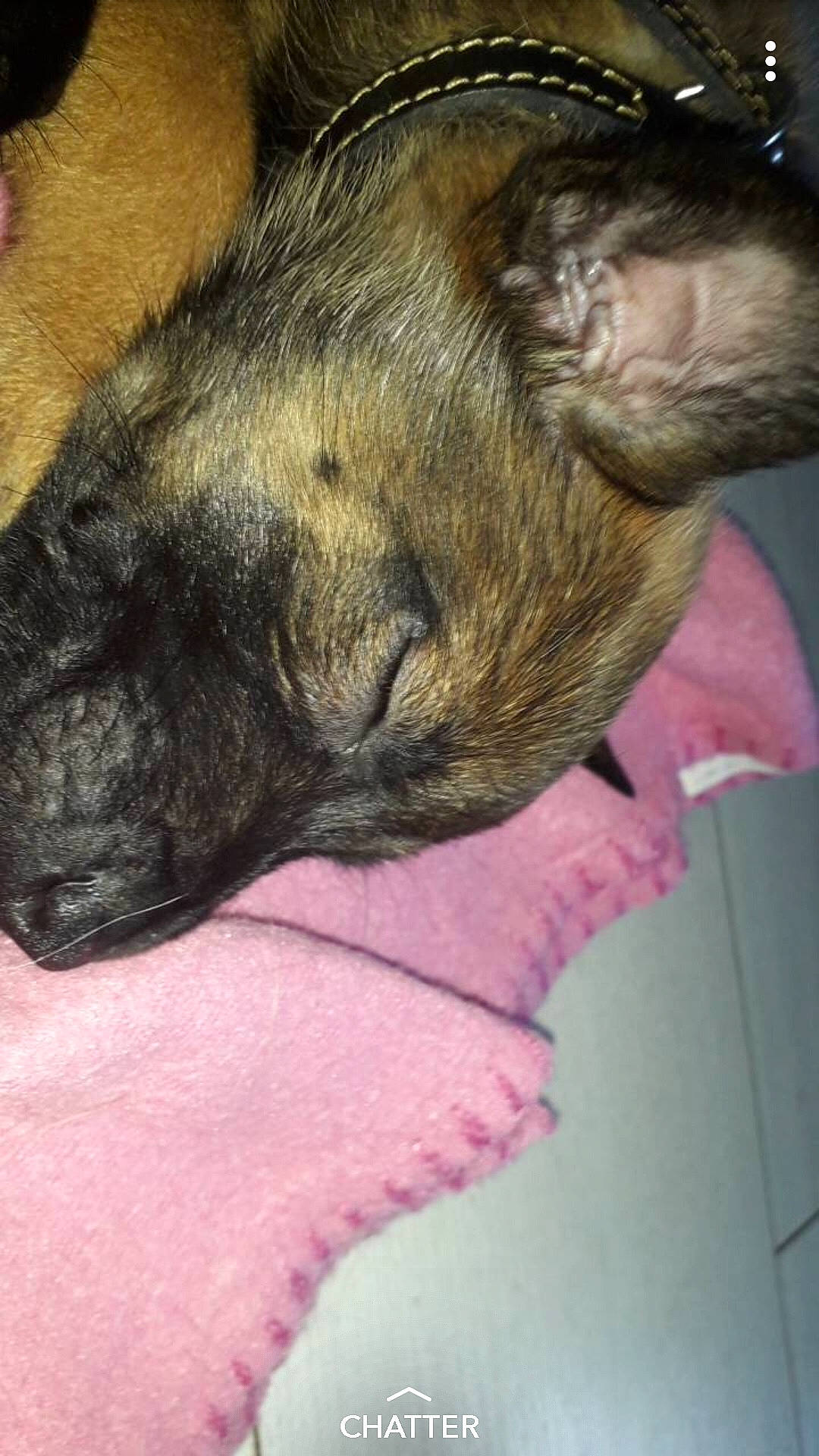 Malia a rejoint le concours — aidez-le/la à gagner de superbes lots ! canidae, carnivore, claw, comfort, companion_dog, dog, dog_breed, ear, fawn, felidae, fur, liver, nap, paw, snout, sporting_group, tail, terrestrial_animal, whiskers, wrinkle