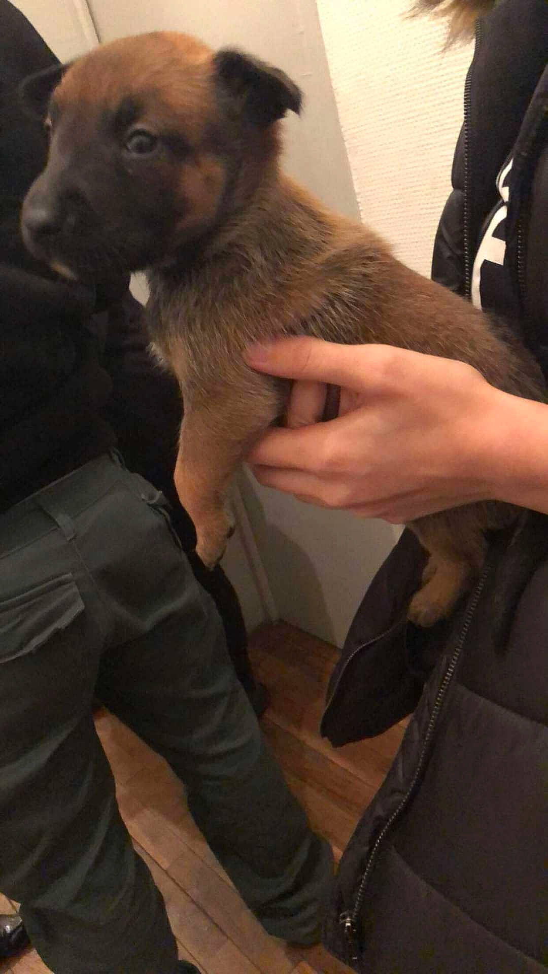 Malia a rejoint le concours — aidez-le/la à gagner de superbes lots ! canidae, carnivore, companion_dog, dog, dog_breed, ear, event, fawn, formal_wear, fur, gesture, nail, snout, sporting_group, thumb, whiskers, working_animal, wrist