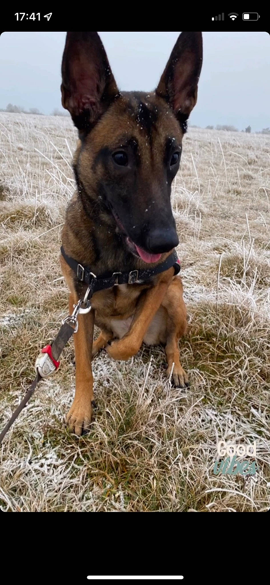 Malia a rejoint le concours — aidez-le/la à gagner de superbes lots ! adventure, canidae, carnivore, collar, companion_dog, dog, dog_breed, dog_collar, dog_supply, fawn, grass, landscape, pet_supply, sky, snout, soil, sporting_group, terrestrial_animal, working_animal, working_dog