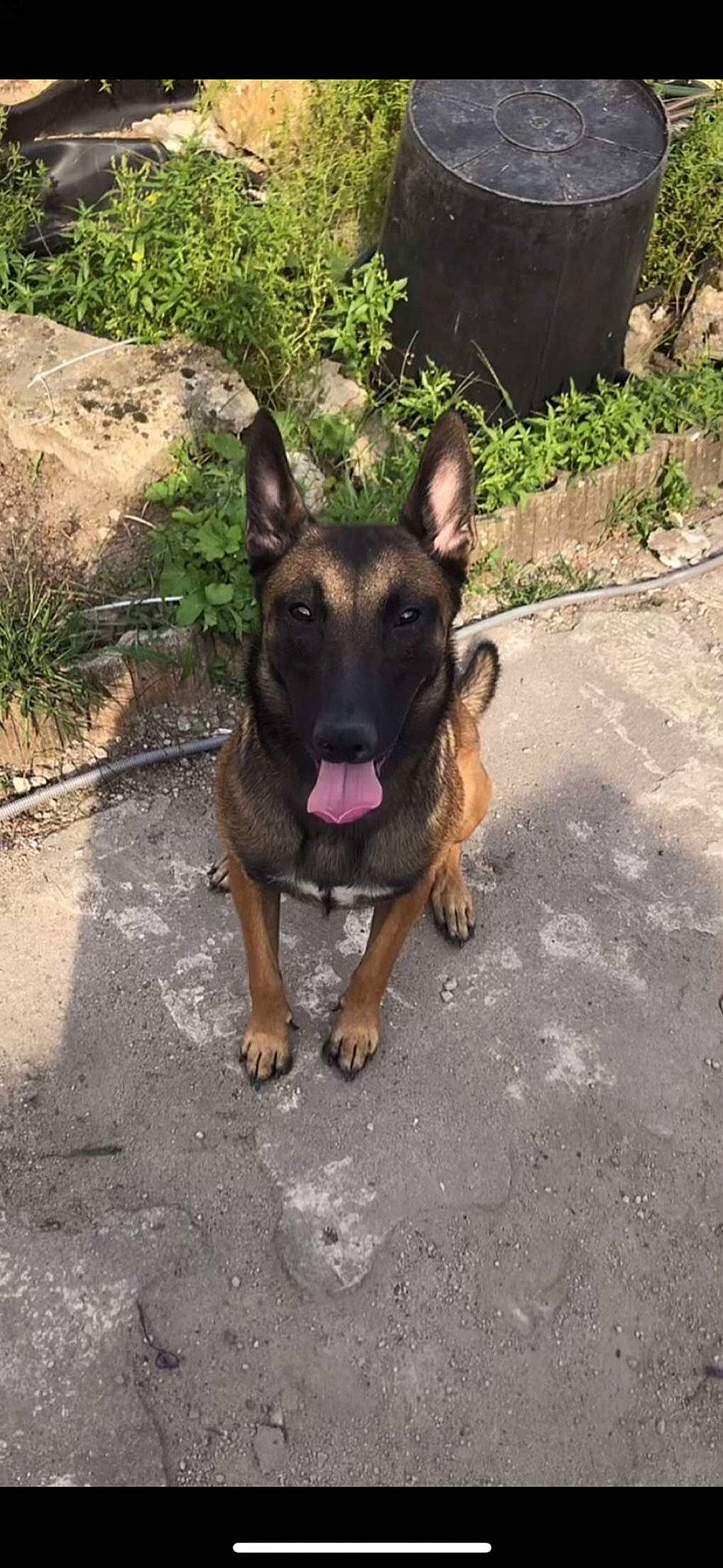 Malia a rejoint le concours — aidez-le/la à gagner de superbes lots ! canidae, carnivore, companion_dog, dog, dog_breed, eye, fawn, german_shepherd_dog, herding_dog, liver, non_sporting_group, old_german_shepherd_dog, plant, snout, sporting_group, terrestrial_animal, working_animal, working_dog