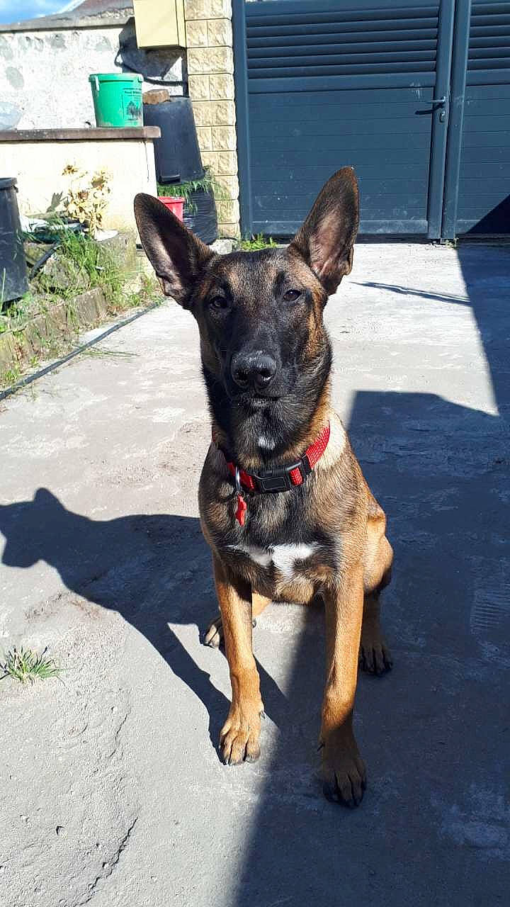 Malia a rejoint le concours — aidez-le/la à gagner de superbes lots ! canidae, carnivore, collar, companion_dog, dog, dog_breed, dog_collar, dog_supply, door, fashion_accessory, fawn, guard_dog, pet_supply, plant, road_surface, snout, sporting_group, toy_dog, working_animal, working_dog