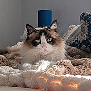 Sunshine joined the competition — help win amazing prizes! cat, fluffy, blue_eyes, indoor, bed, blanket, pillow, cozy, soft_light, feline, fur, relaxed, pet, domestic_animal, animal, resting, cute, whiskers, texture, comfortable