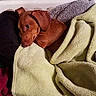 Annie is registered to the contest to win money with this photo: animal, blanket, brown_dog, comfort, cozy, curious, cute, dog, fabric, home, indoor, laundry_basket, pet, puppy, relaxed, resting, small_dog, snuggled, soft, towel