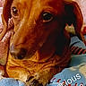 animal, blanket, brown_dog, canine, close_up, comfort, cozy, cute, dachshund, dog, domestic_animal, ears, fur, indoor, looking_away, paw, pet, resting, snout, soft_texture