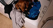 Annie is registered to the contest to win money with this photo: animal, appliance, brown_dog, clothes, cozy, curious, cute, dog, domestic, dryer, fabric, floor, guilty_look, household, indoor, laundry, laundry_room, messy, pet, resting