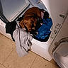 animal, appliance, brown_dog, clothes, cozy, curious, cute, dog, domestic, dryer, fabric, floor, guilty_look, household, indoor, laundry, laundry_room, messy, pet, resting