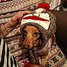 Annie is registered to the contest to win money with this photo: blanket, brown_dog, comfort, companion, cozy, cute, dog, fabric, hand, human_hand, indoor, knitted_hat, pattern, pet, pom_pom, red_pom_pom, seated, textile, warm, winter_hat