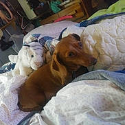 Annie is registered to the contest to win money with this photo: animal, bed, blanket, brown_dog, comfort, cozy, dachshund, dog, domestic, furniture, home, indoor, pet, pillow, plush_toy, quilt, resting, sleepy, soft_toys, stuffed_animal