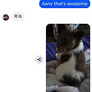 Zsa Zsa joined the competition — help win amazing prizes! dog, puppy, brown_fur, white_fur, blanket, bed, pet, cute, small_dog, fur, looking_back, indoors, cozy, animal, canine, resting, companion, domestic_animal, young_dog, cute_pet