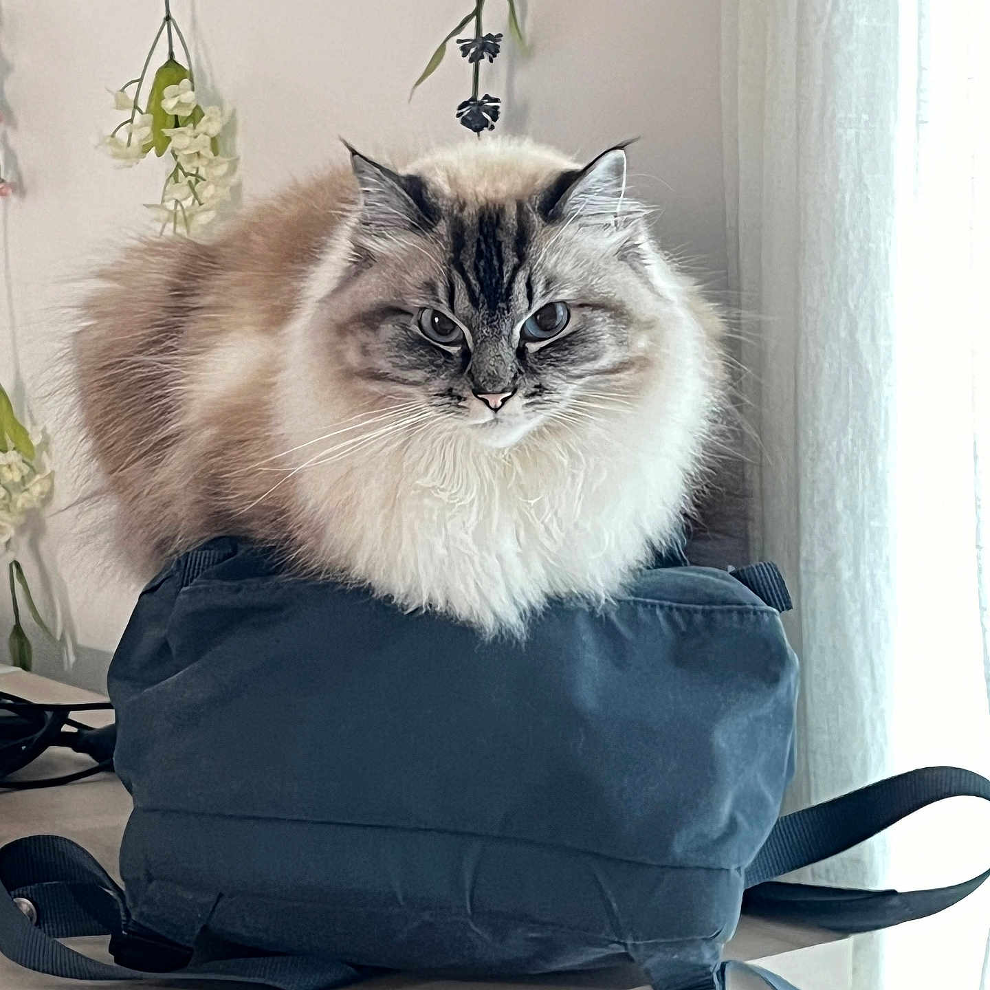 Benny is registered to the contest to win money with this photo: accessories, angora, animal, backpack, bag, baggage, cat, handbag, kitten, manx, pet, purse, siamese, strap, suitcase, totebag, window, windowsill