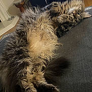 Mowgli is registered to the contest to win money with this photo: cat, fluffy, long_hair, indoor, couch, relaxed, pet, furniture, drum, cozy, playful, animal, whiskers, paws, tail, looking, fur, home, resting, comfortable