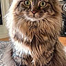 Mowgli joined the competition — help win amazing prizes! cat, tabby, fluffy, indoor, pet, animal, feline, green_eyes, curious, sitting, closeup, fur, whiskers, domestic, cute, portrait, looking, cozy, couch, home