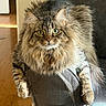 Mowgli is registered to the contest to win money with this photo: cat, tabby, fluffy, feline, pet, indoor, couch, gray_couch, armrest, fur, long_hair, green_eyes, alert, sunlight, wooden_floor, cozy, relaxed, domestic_animal, animal, resting