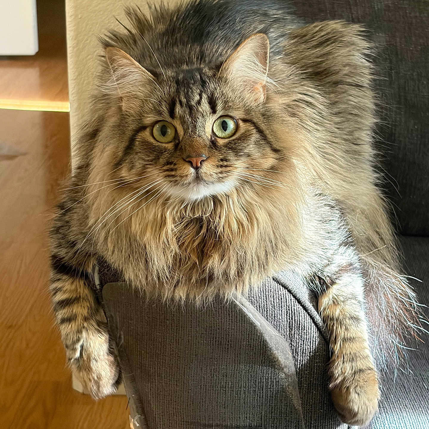 Mowgli