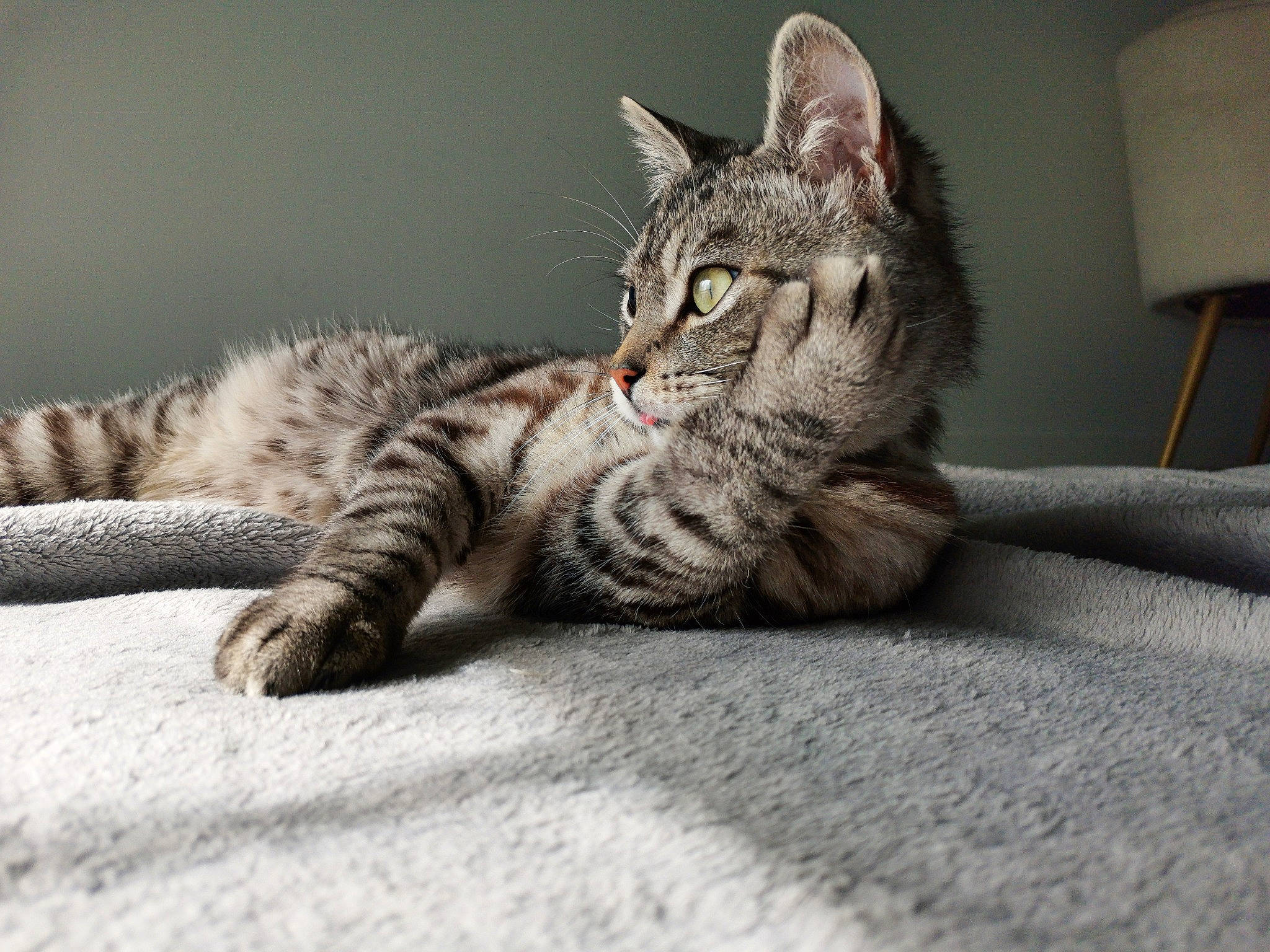 Harry a rejoint le concours — aidez-le/la à gagner de superbes lots ! carnivore, cat, claw, comfort, domestic_short_haired_cat, eye, felidae, fur, grey, paw, sitting, small_to_medium_sized_cats, snout, tail, terrestrial_animal, tree, whiskers, wildlife, wood