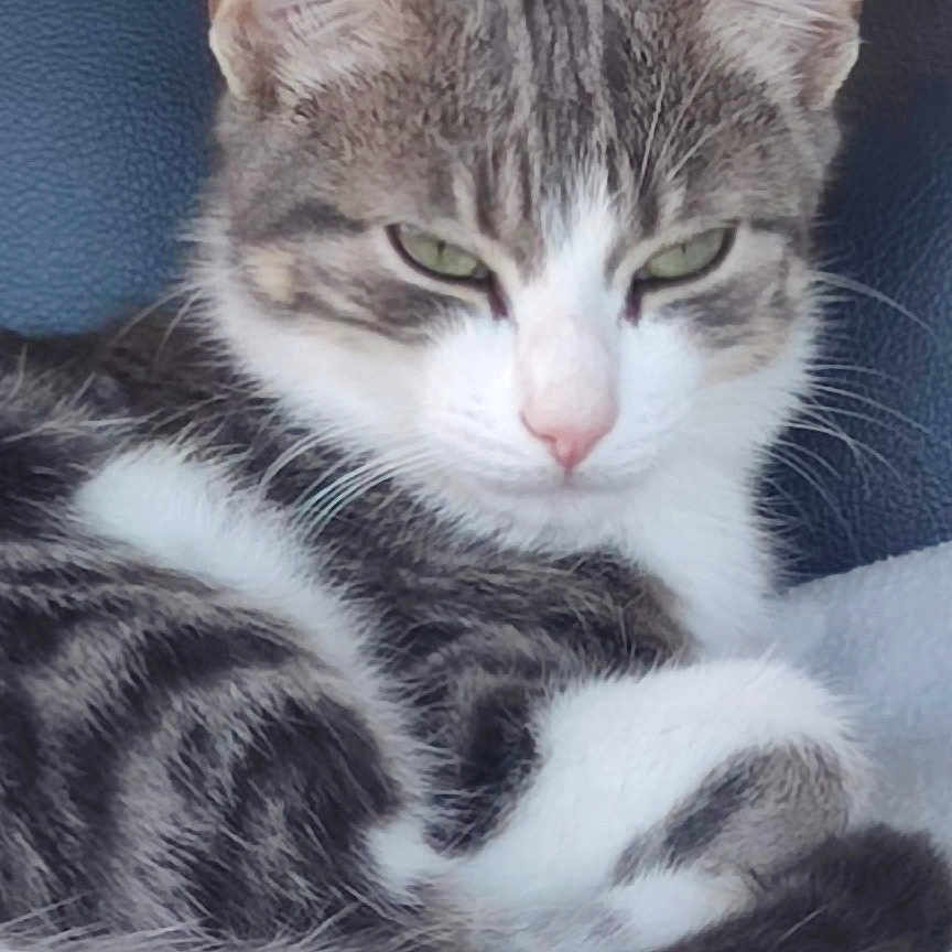Louna participe au concours pour gagner de l'argent avec cette photo : abyssinian, angora, animal, art, blanket, cat, chair, couch, cushion, egyptiancat, furniture, homedecor, kitten, manx, person, pet, porcelain, pottery, siamese, sleeping