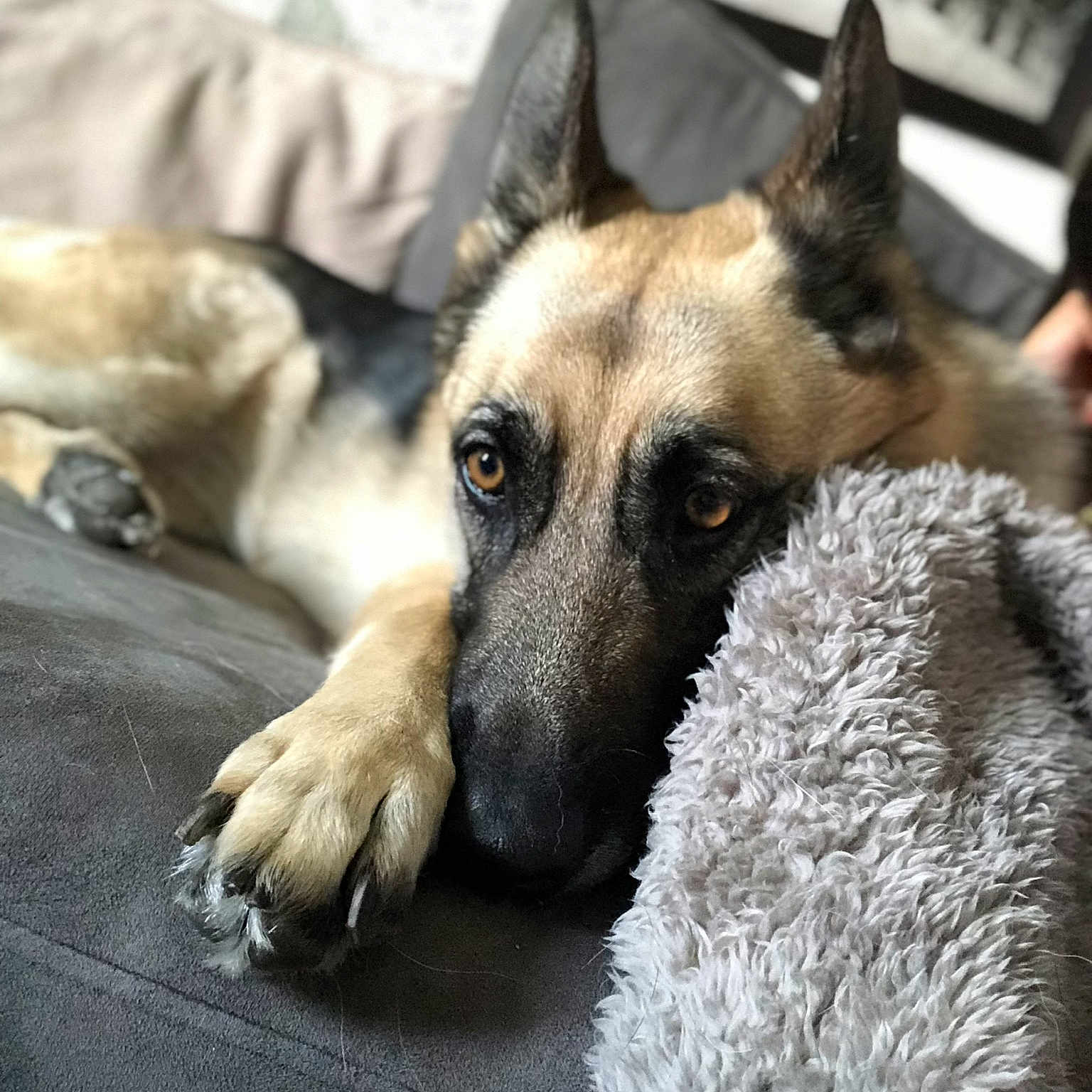 Kona is registered to the contest to win money with this photo: belgian_shepherd, belgian_shepherd_malinois, dog, dog_breed, dog_breed_group, dog_like_mammal, fur, german_shepherd_dog, kunming_wolfdog, snout, street_dog, tervuren