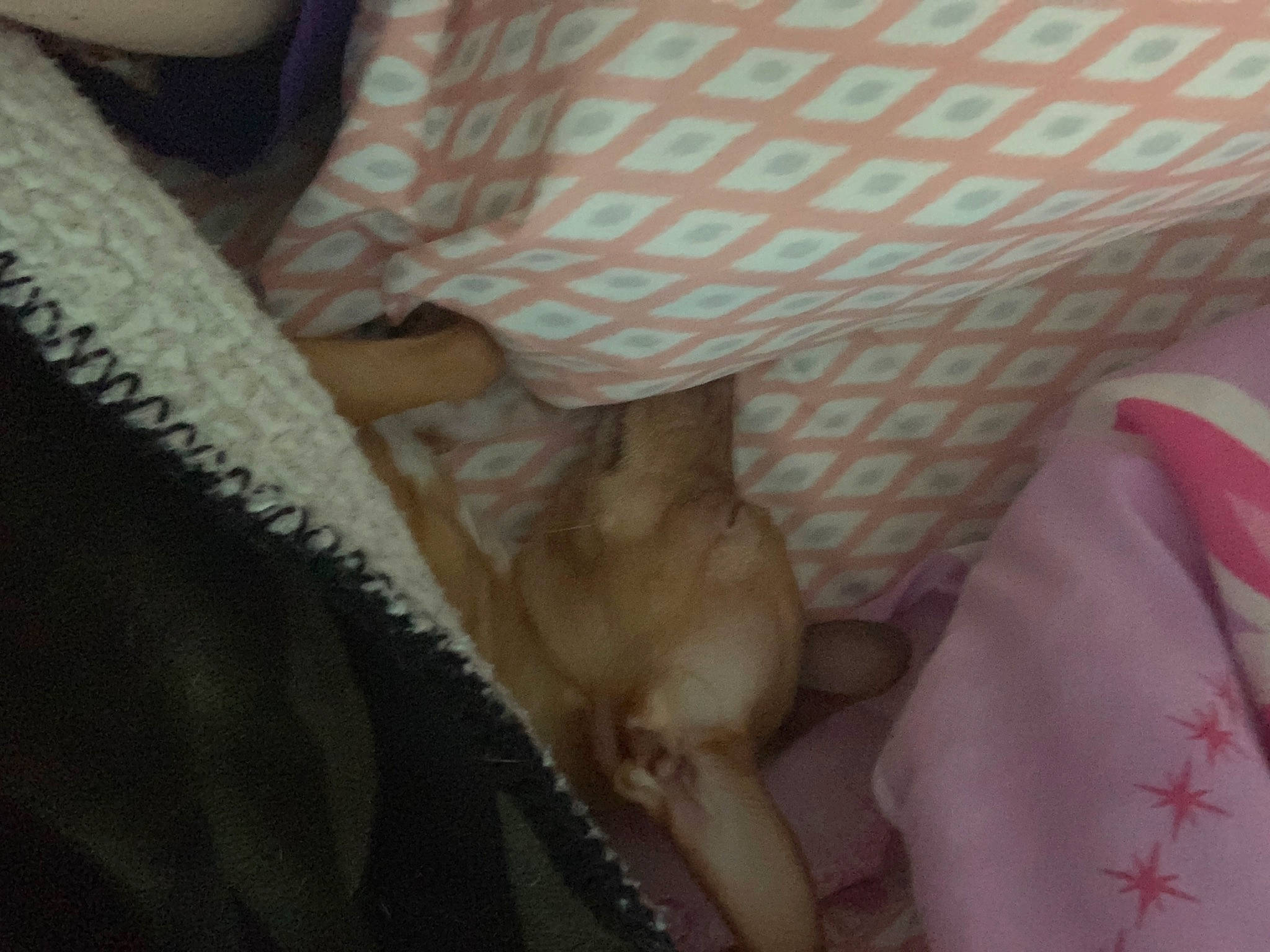 Mocha joined the competition — help win amazing prizes! canidae, carnivore, comfort, companion_dog, dog_breed, duvet, fawn, felidae, fur, human_leg, linens, nap, pattern, paw, room, small_to_medium_sized_cats, sporting_group, tail, whiskers, wood