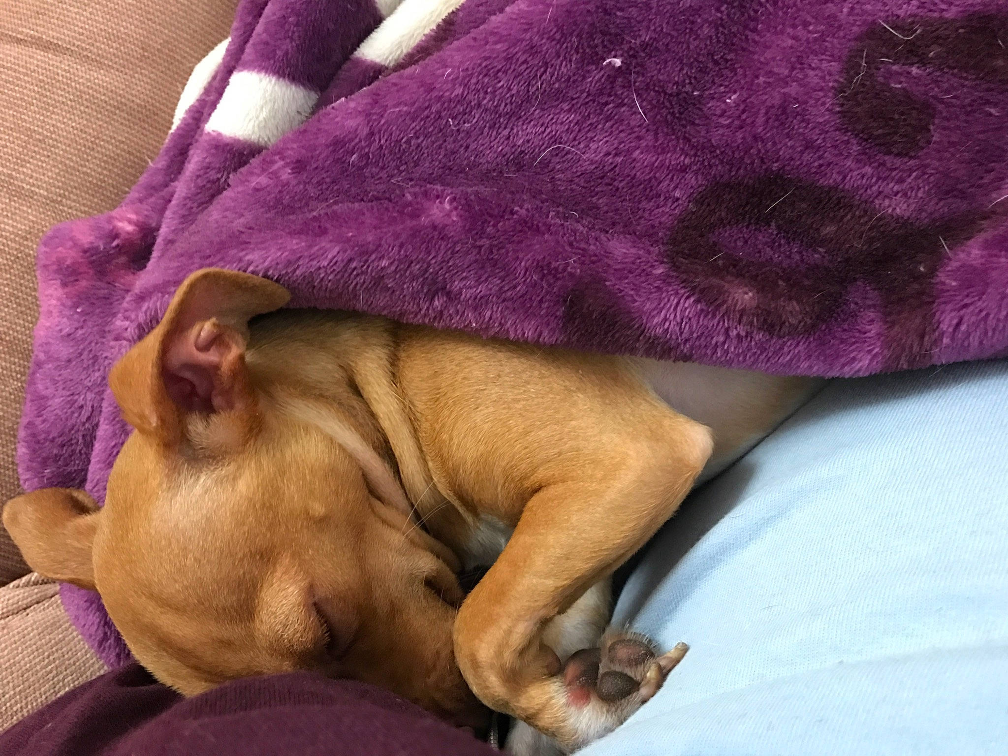 Mocha is registered to the contest to win money with this photo: canidae, carnivore, comfort, companion_dog, dog, dog_breed, fawn, fur, human_leg, linens, magenta, paw, purple, sleeve, snout, sporting_group, thigh, toy_dog, violet, wrinkle