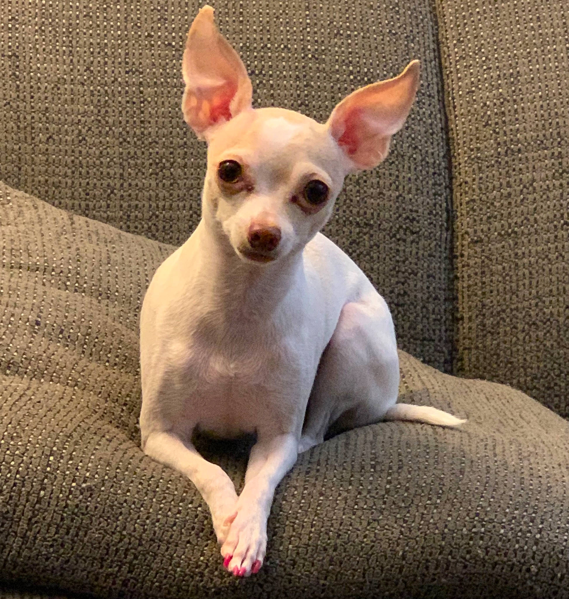 Pearl joined the competition — help win amazing prizes! canidae, carnivore, chihuahua, comfort, companion_dog, corgi_chihuahua, dog, dog_breed, ear, eye, fawn, fur, human_body, non_sporting_group, paw, snout, sporting_group, toy_dog, whiskers, working_animal