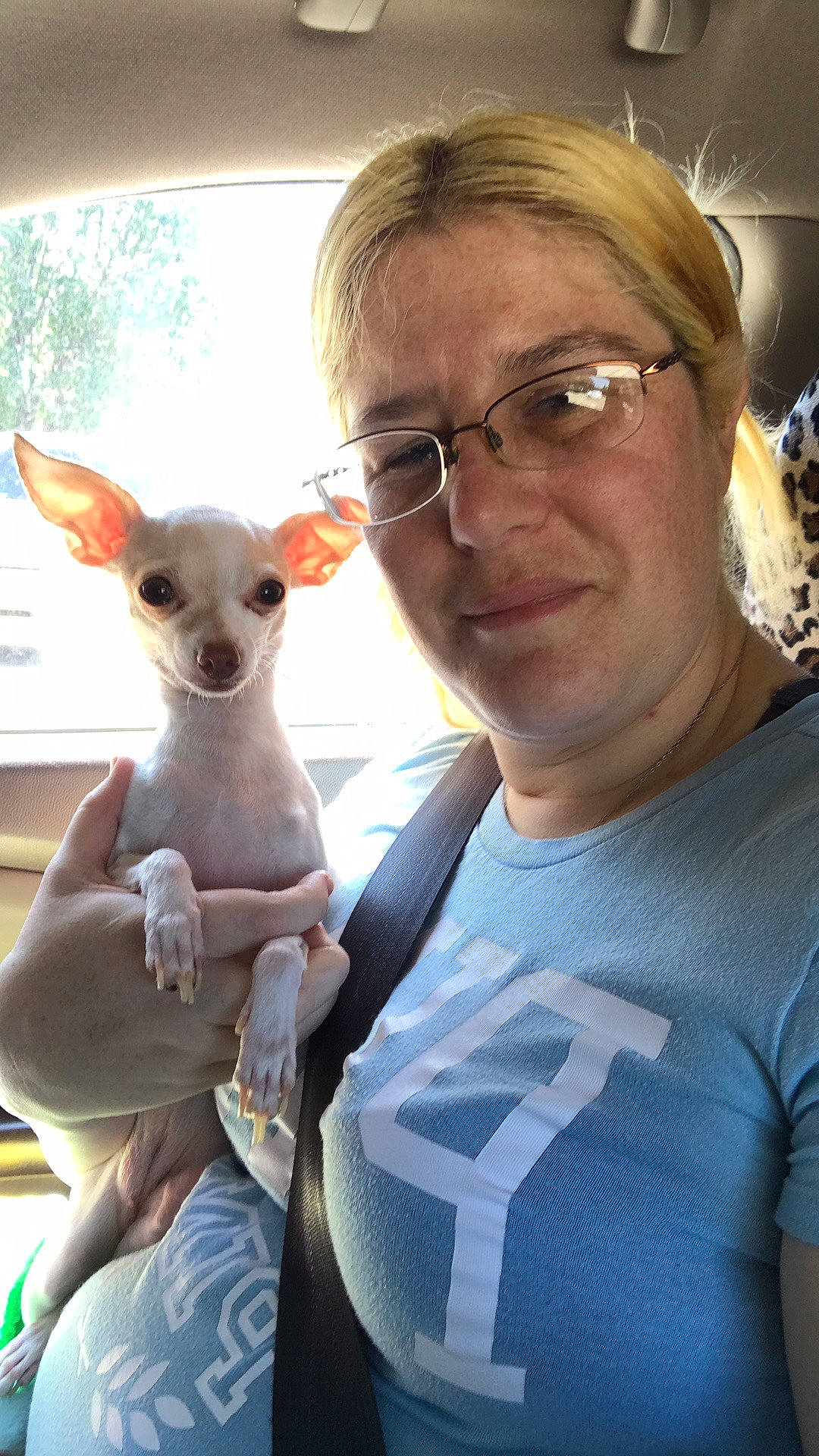 Pearl is registered to the contest to win money with this photo: carnivore, chihuahua, companion_dog, corgi_chihuahua, dog, dog_breed, ear, eyewear, fawn, glasses, sky, snout, t_shirt, terrestrial_animal, toy_dog, vacation, vision_care, whiskers, window, working_animal
