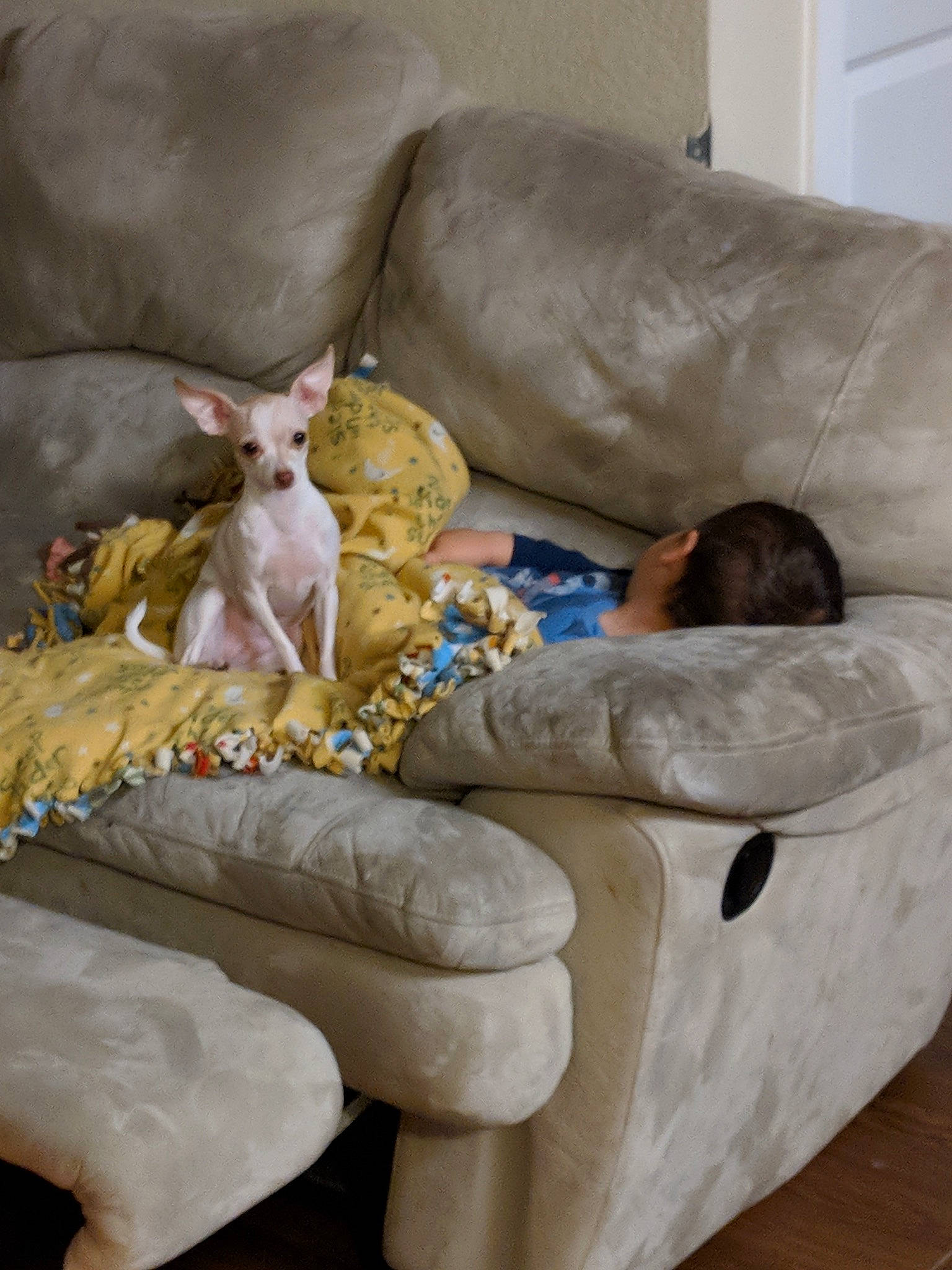 Pearl joined the competition — help win amazing prizes! carnivore, comfort, companion_dog, couch, dog, dog_breed, fawn, felidae, lap, linens, room, sitting, sofa_bed, studio_couch, textile, throw_pillow, toy, toy_dog, whiskers, working_animal