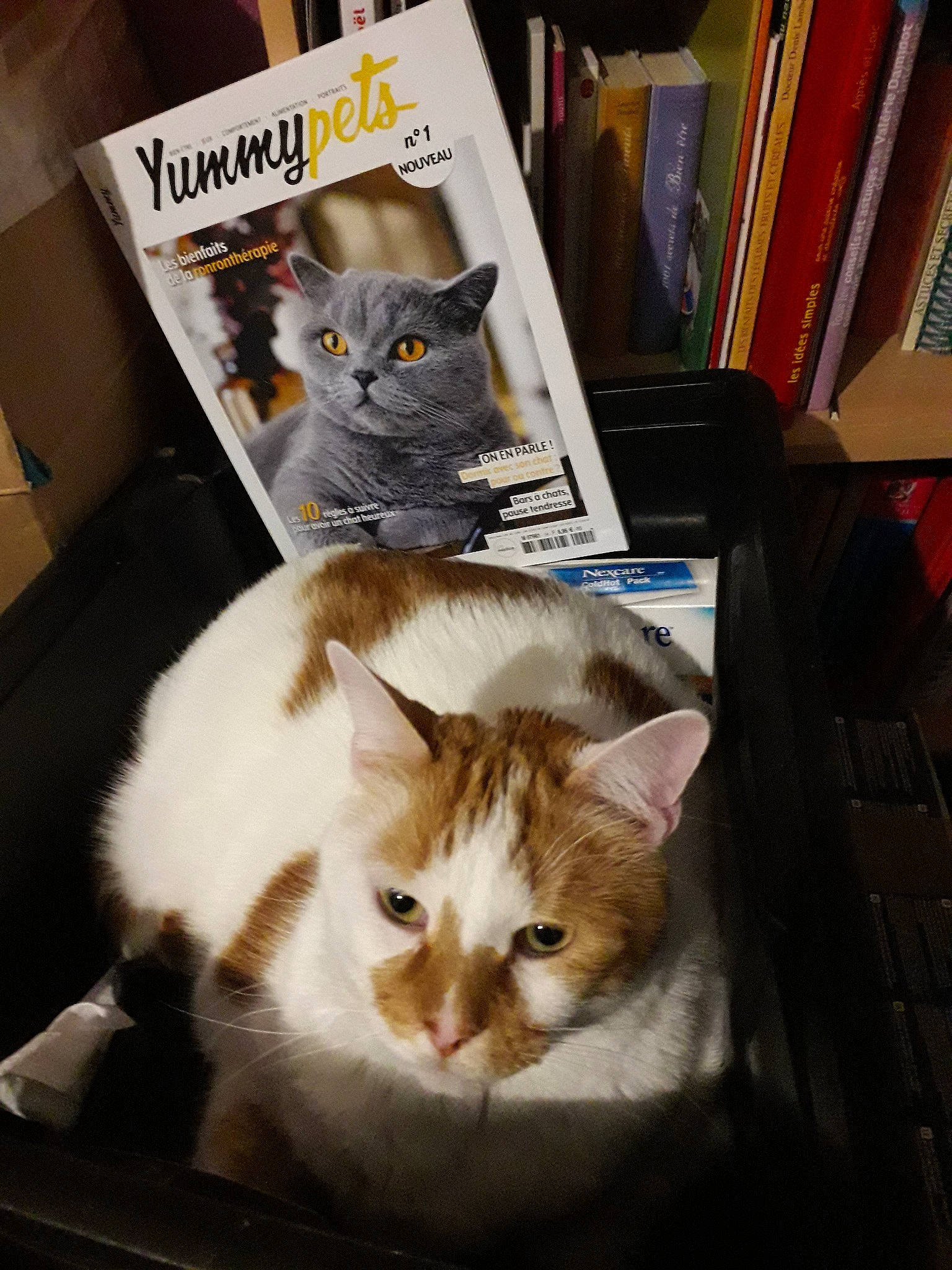 Djeff participe au concours pour gagner de l'argent avec cette photo : carnivoran, cat, cat_like_mammal, domestic_short_haired_cat, kitten, photo_caption, small_to_medium_sized_cats, snout, whiskers