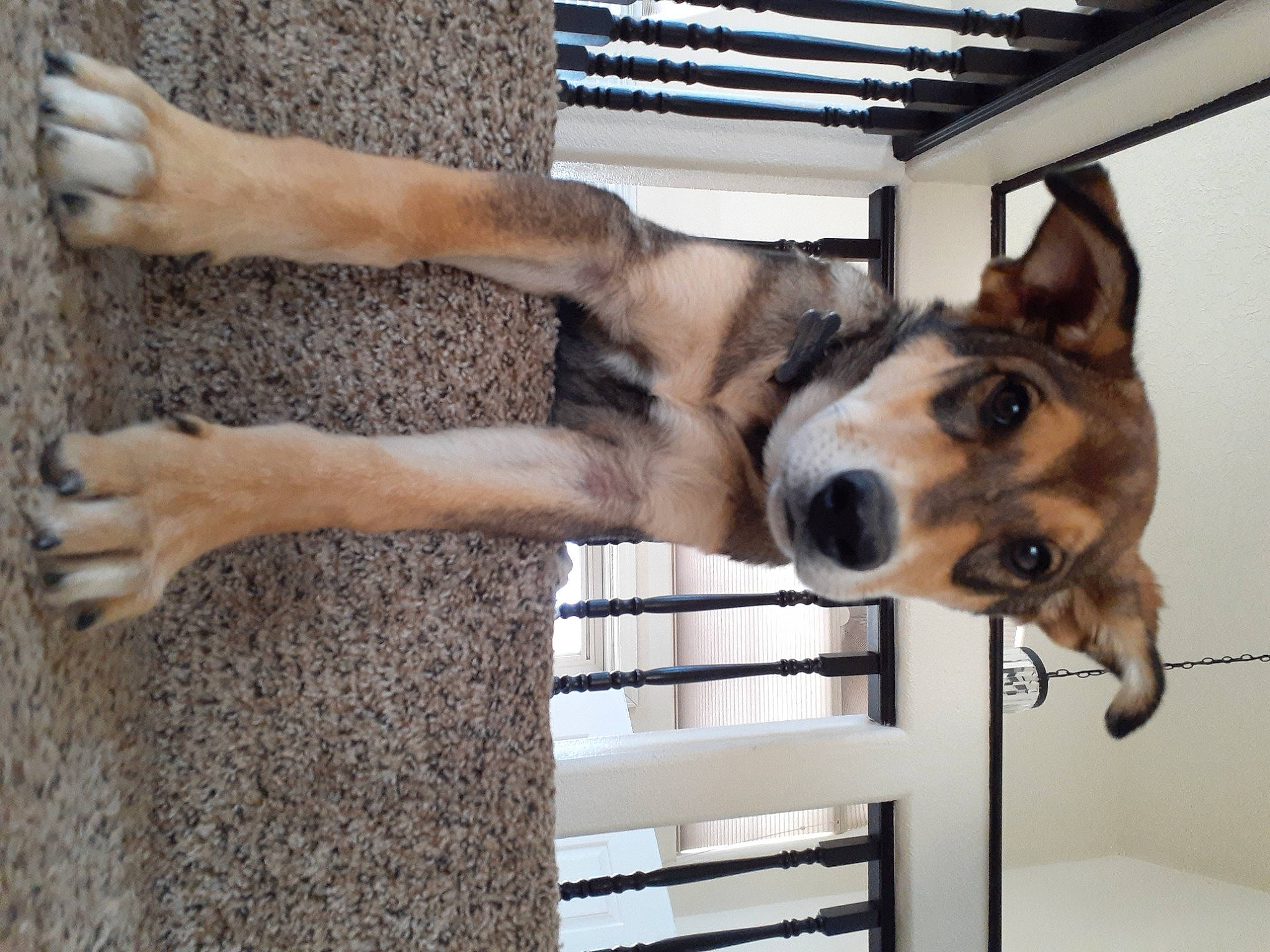 Hercules joined the competition — help win amazing prizes! canidae, carnivore, dog, dog_breed, fawn, hand, jaw, mammal, norwegian_lundehund, paw, siberian_husky, smooth_collie, snout, vertebrate, wolfdog